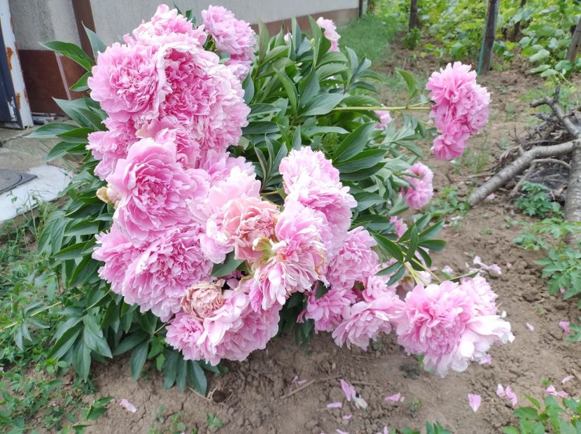  - Flori de gradina-2023