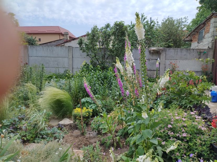  - Flori de gradina-2023