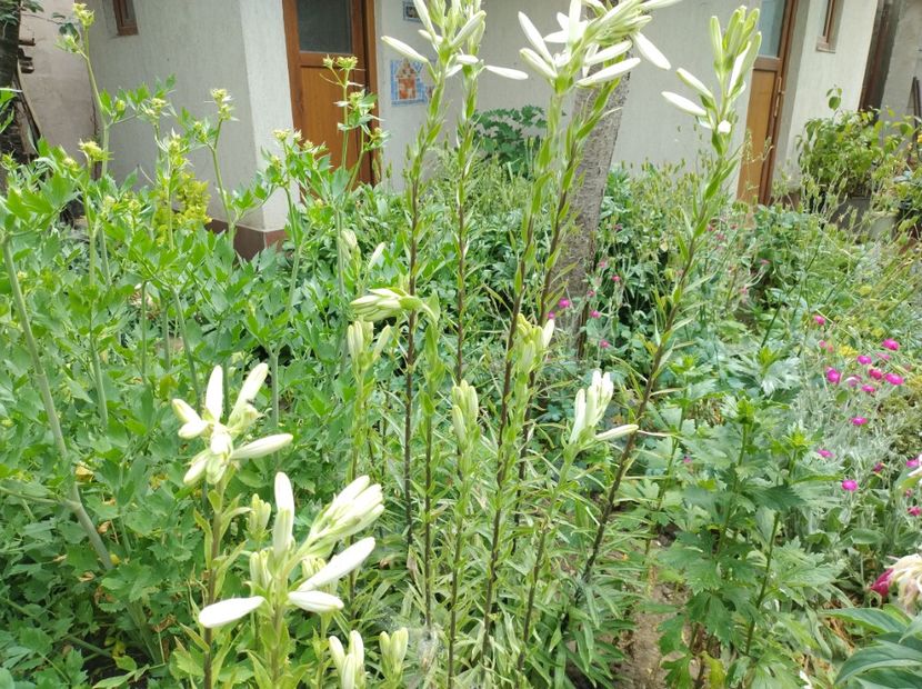  - Flori de gradina-2023