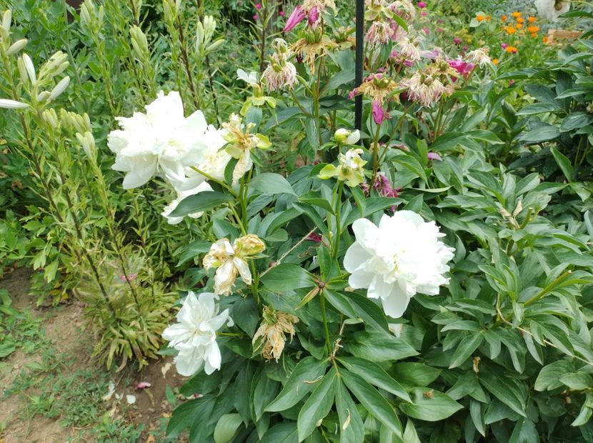  - Flori de gradina-2023