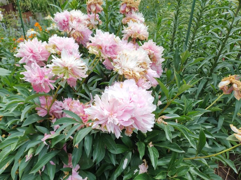  - Flori de gradina-2023