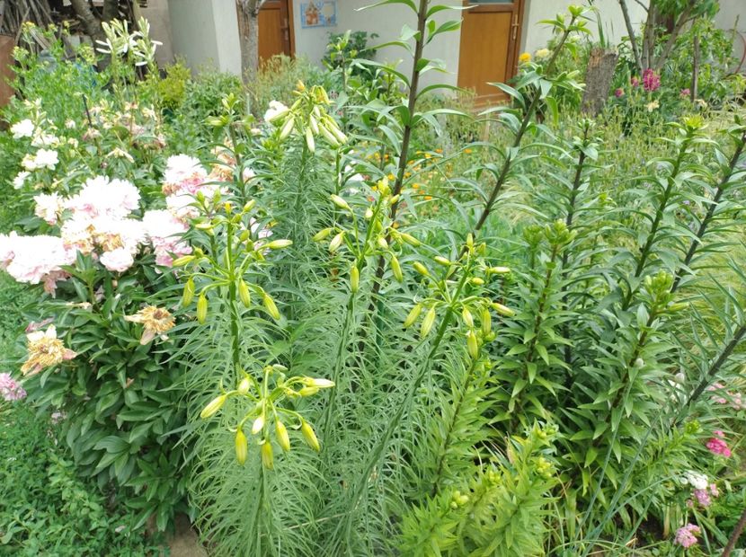  - Flori de gradina-2023