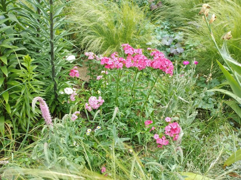  - Flori de gradina-2023