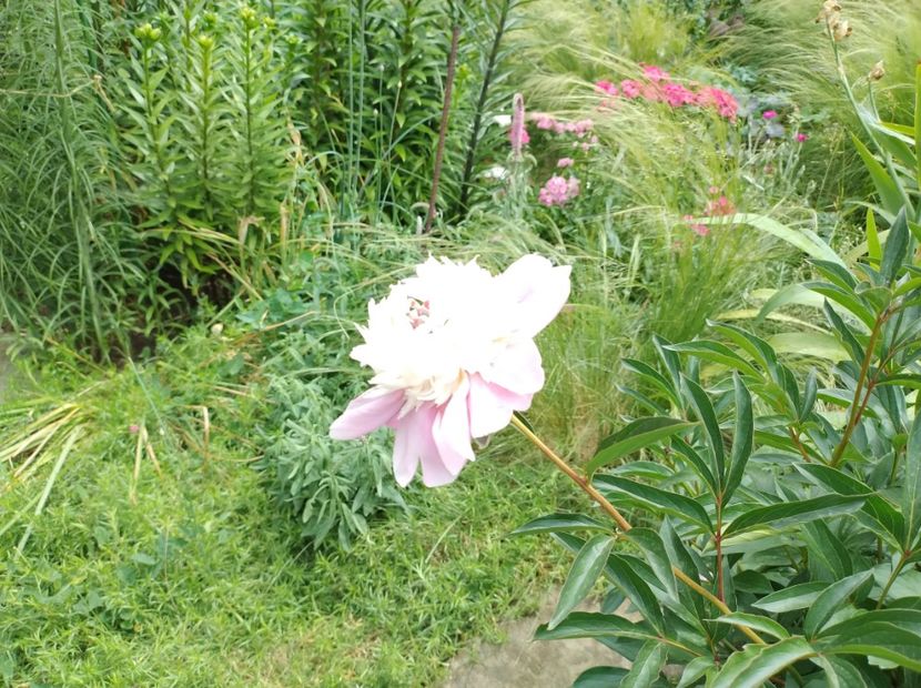  - Flori de gradina-2023