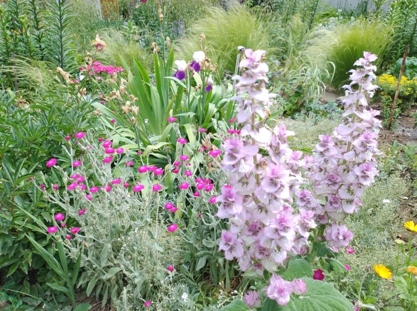  - Flori de gradina-2023