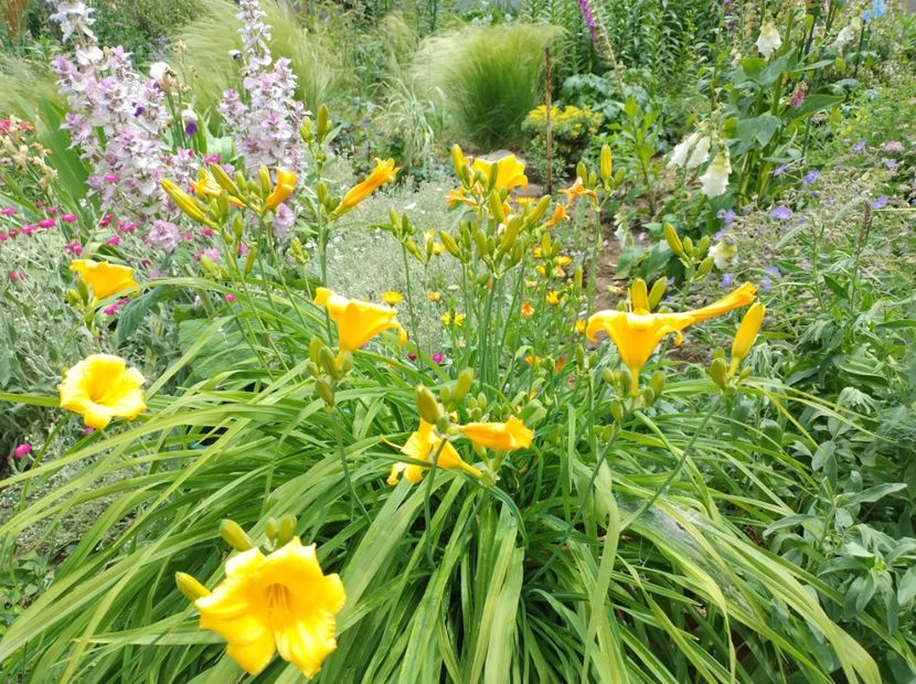  - Flori de gradina-2023