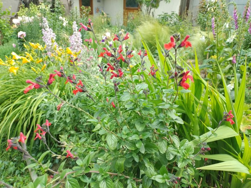  - Flori de gradina-2023