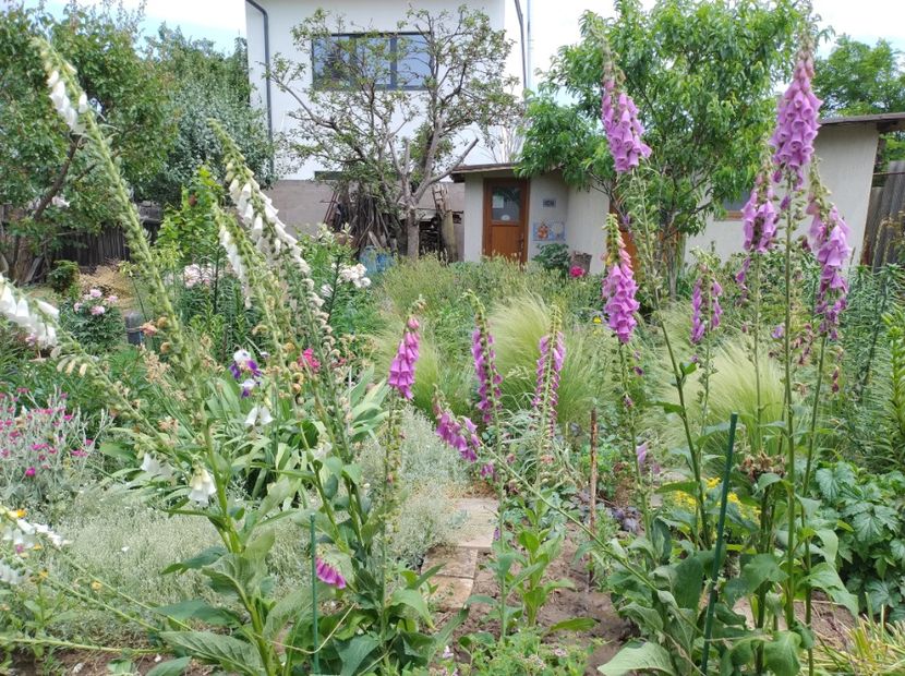  - Flori de gradina-2023