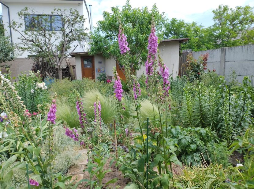  - Flori de gradina-2023