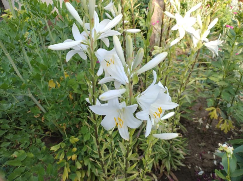  - Flori de gradina-2023