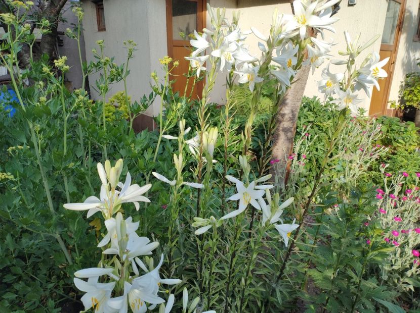  - Flori de gradina-2023