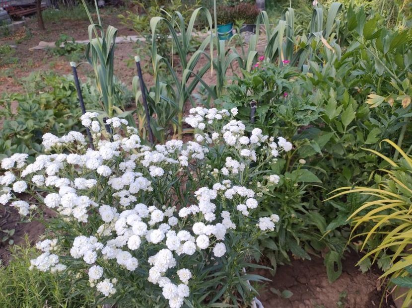  - Flori de gradina-2023