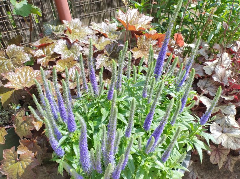  - Flori de gradina-2023