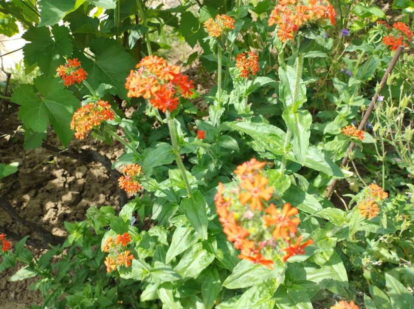  - Flori de gradina-2023