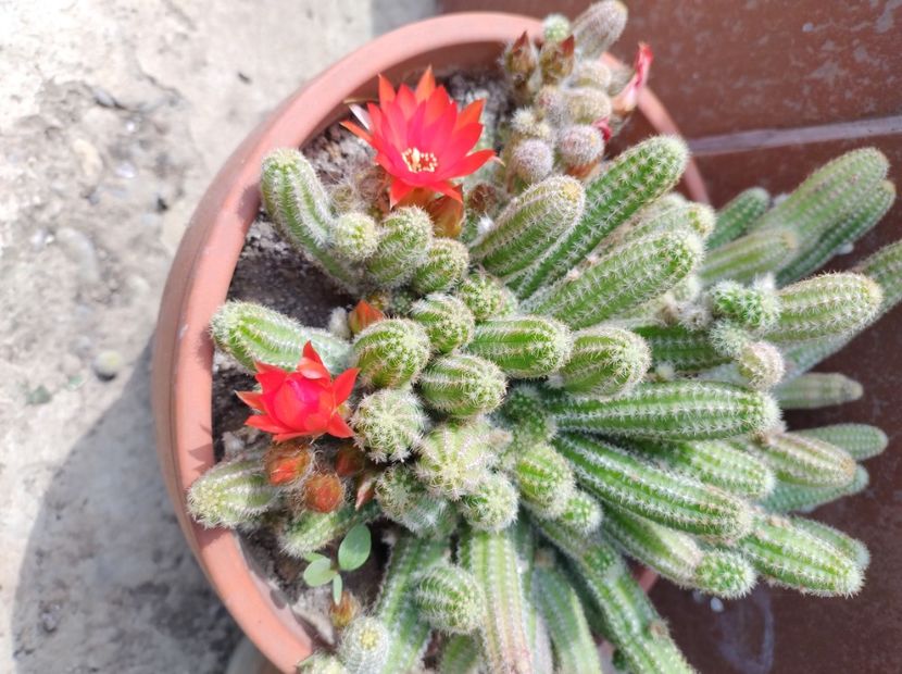  - Flori de gradina-2023