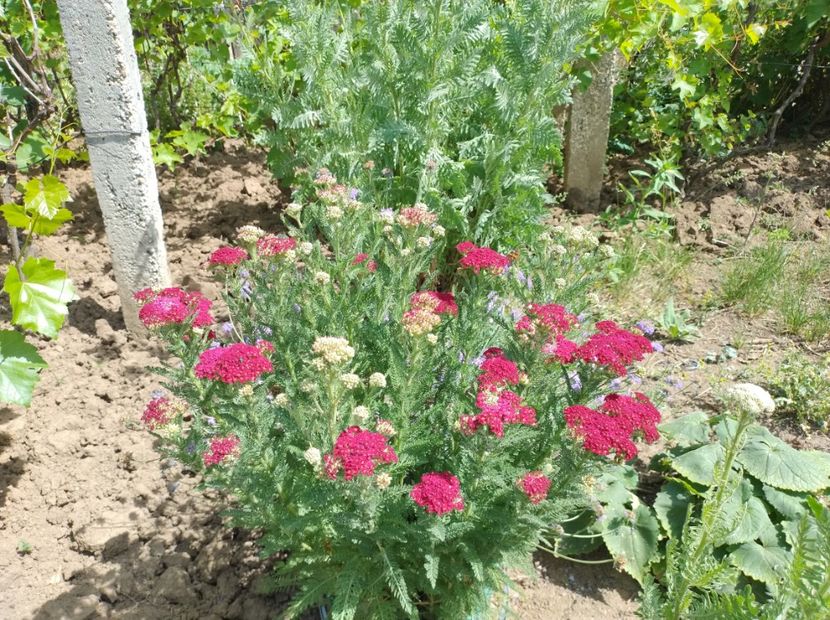  - Flori de gradina-2023