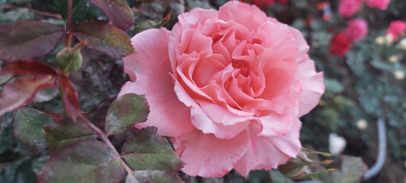 Laurent cabrol - Trandafiri 2023