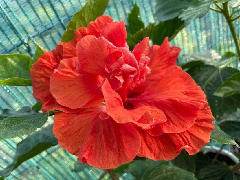 HD 1290 - 001 - Hibiscusi