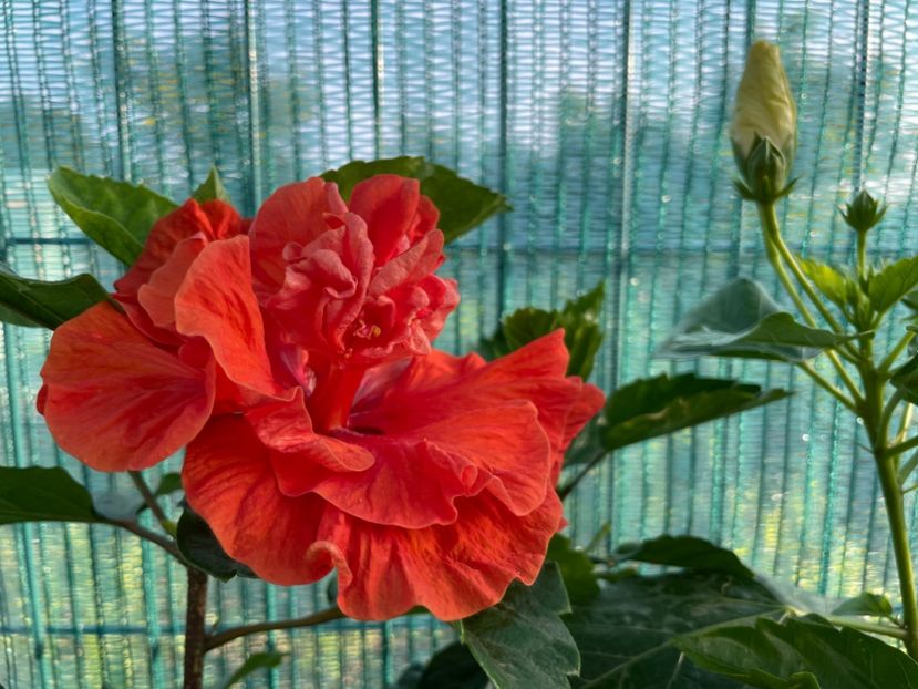 FB1B63A2-B314-4B42-8212-498B8CA7A322 - 001 - Hibiscusi