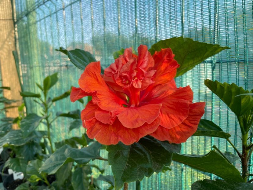 2223A92B-CFD2-410C-99C6-1D40D5B4C823 - 001 - Hibiscusi