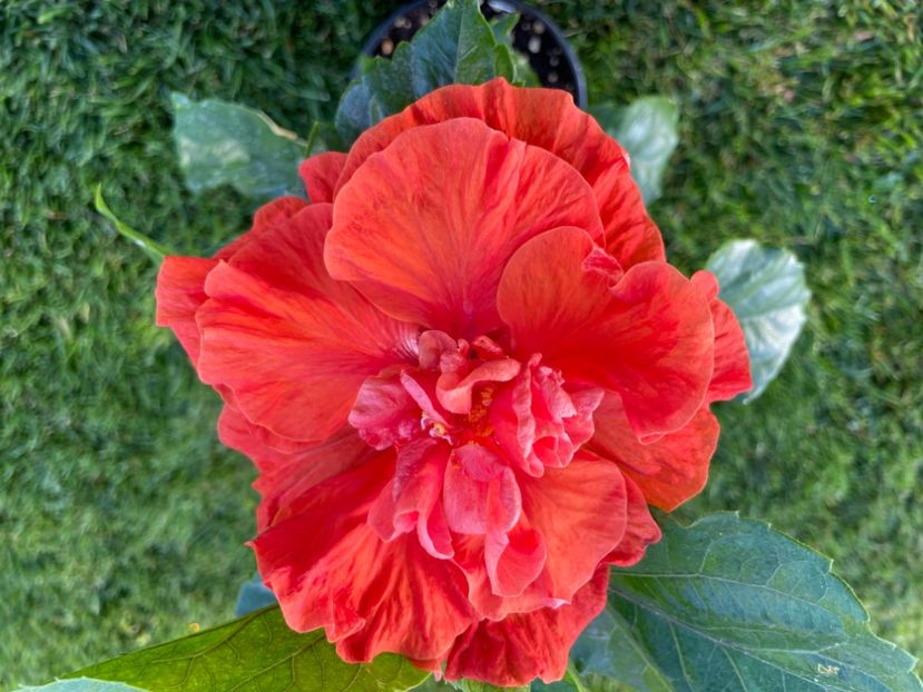 8B8A333A-2006-494D-AEF4-82D5222C3867 - 001 - Hibiscusi