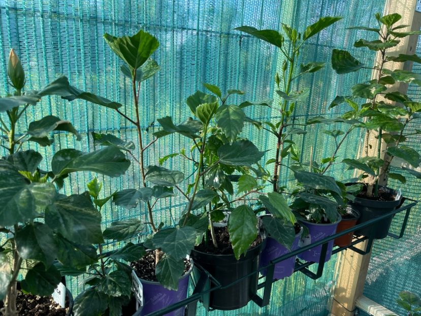 B32D87F3-6061-497B-8F91-20E49D1A2CB4 - 001 - Hibiscusi