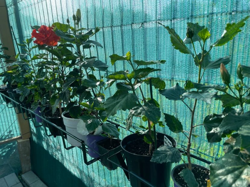 0C38C923-E04A-4226-AB9C-49B0919307DE - 001 - Hibiscusi