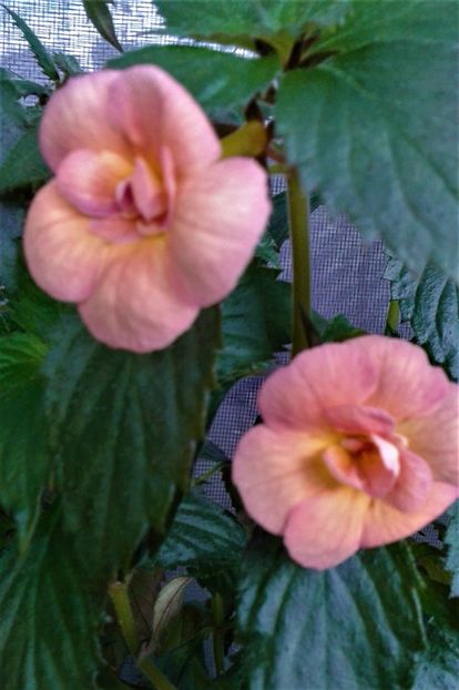  - 0000 ACHIMENES