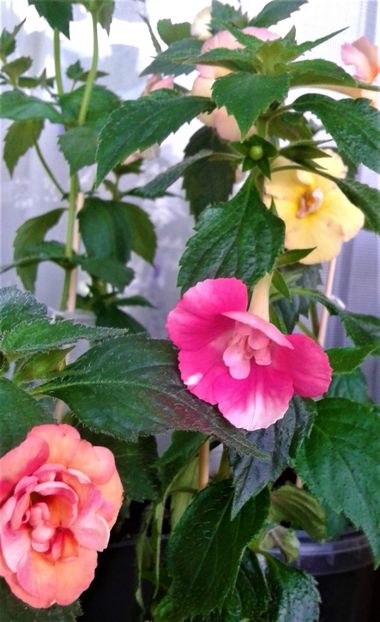  - Frumosi mei achi astazi