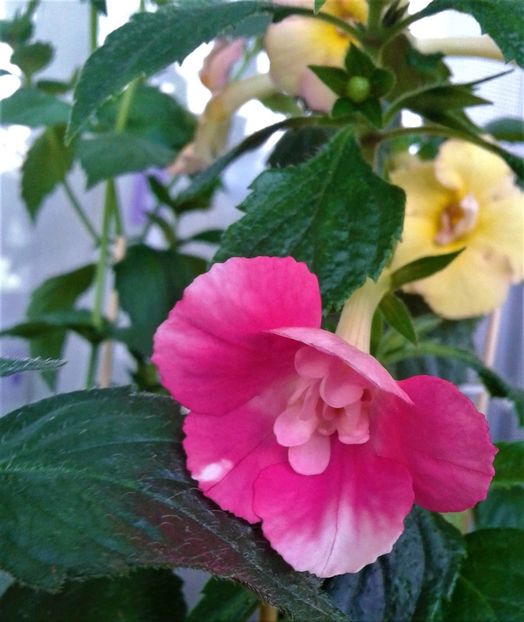  - Frumosi mei achi astazi