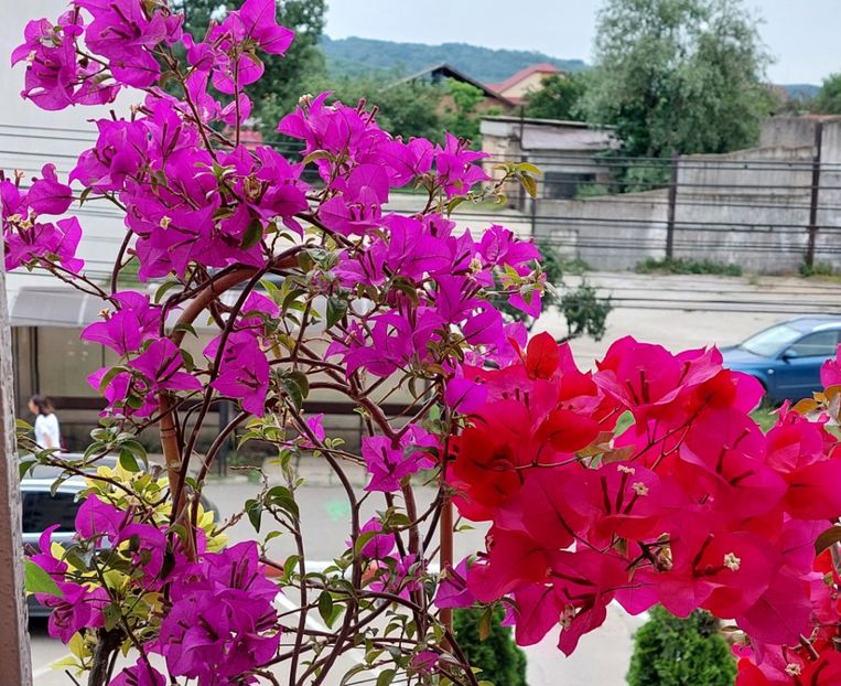  - Bougainvillea
