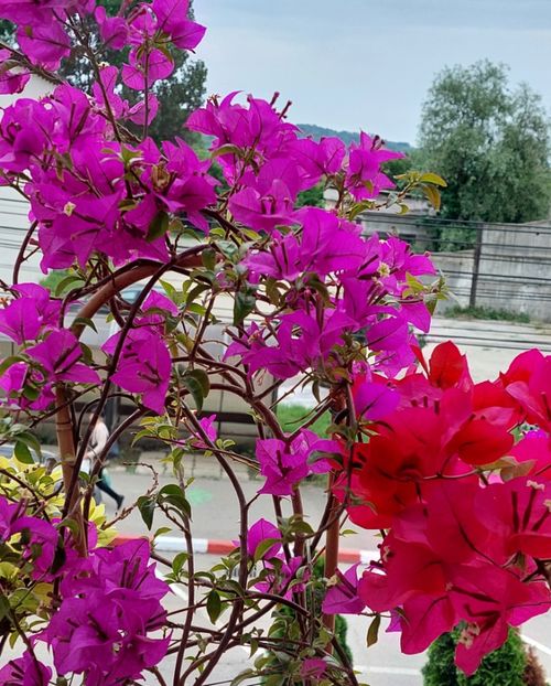  - Bougainvillea