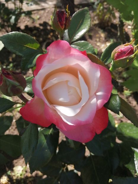  - Nostalgie Parfumat