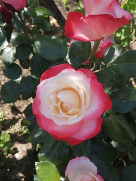  - Nostalgie Parfumat