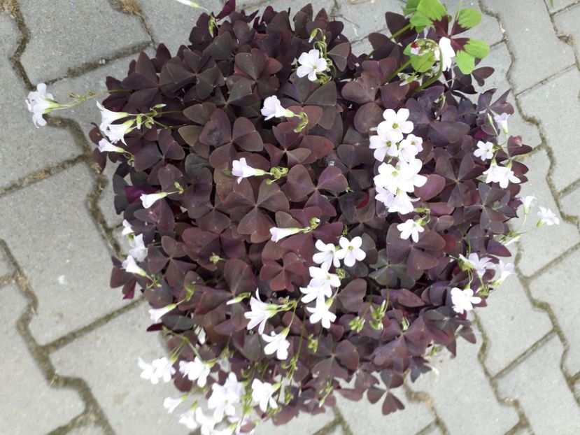 20230607_172346[1] - oxalis triangularis