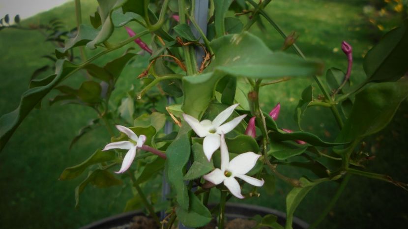 Polyanthum,cateva stelute si la-nceput de vara... - Splendori in gradina