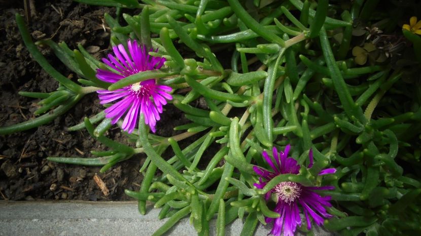 Lampranthus - Splendori in gradina