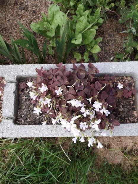  - oxalis triangularis