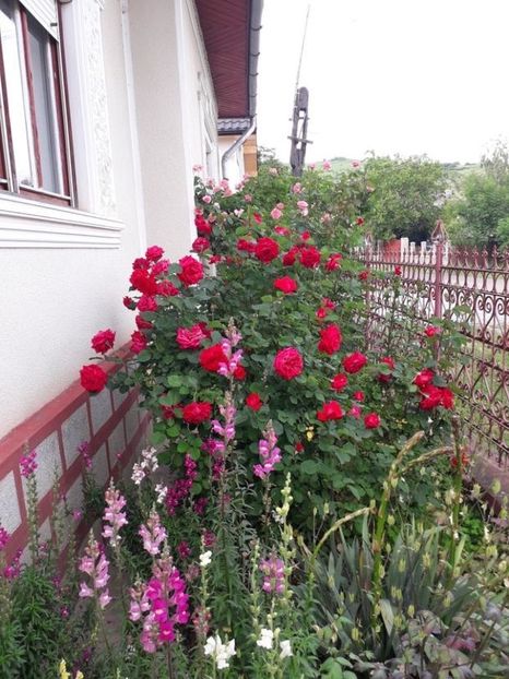  - In gradina mea