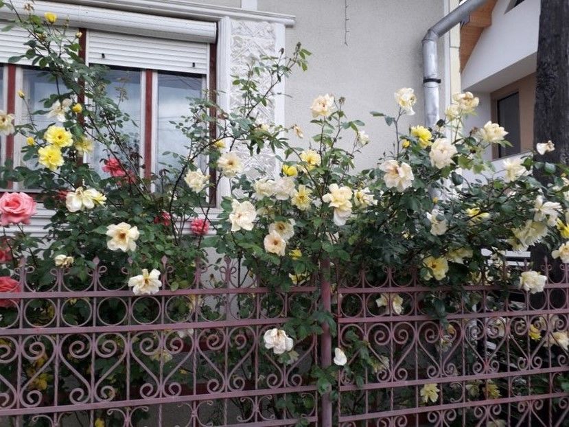  - Trandafiri in gradina mea