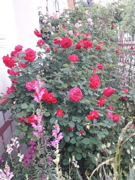  - Trandafiri in gradina mea