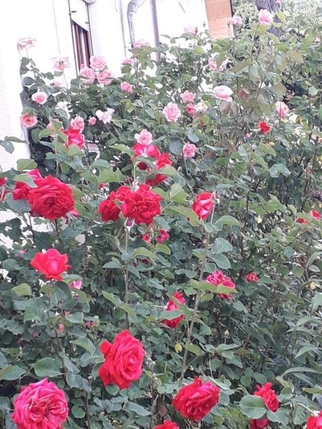  - Trandafiri in gradina mea