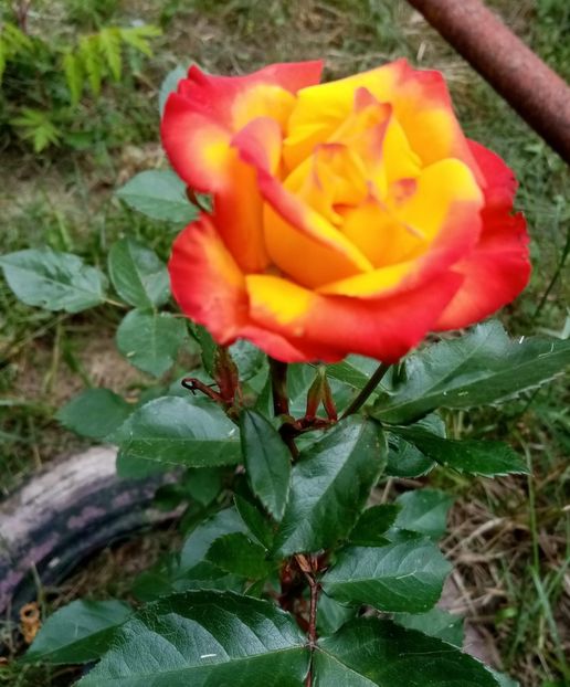 IMG-20230607-WA0000 - Trandafiri