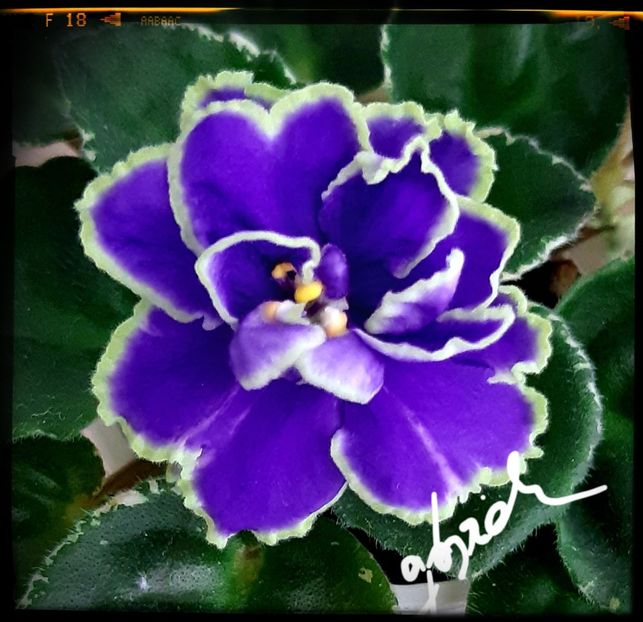  - ND Bosfor Vostochnyy