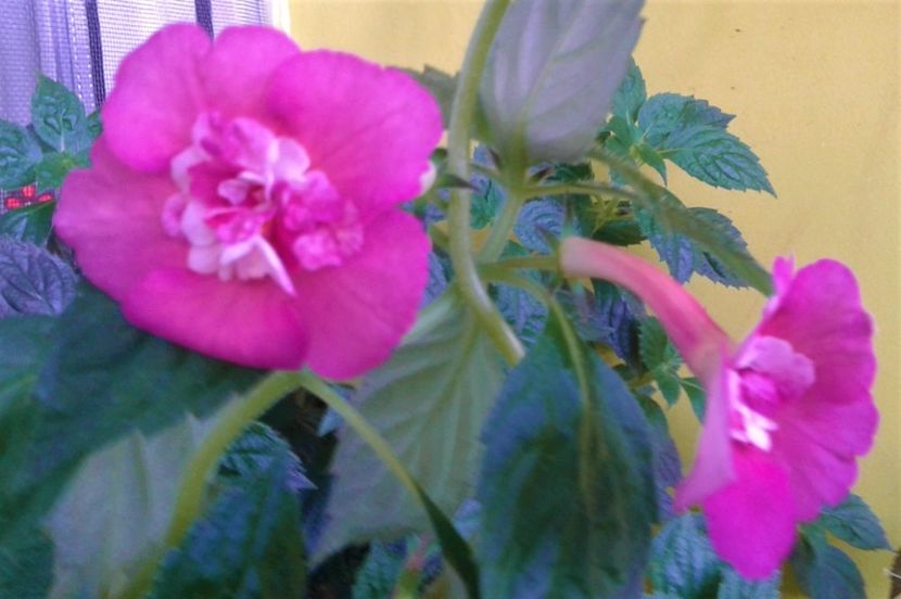  - 0000 ACHIMENES