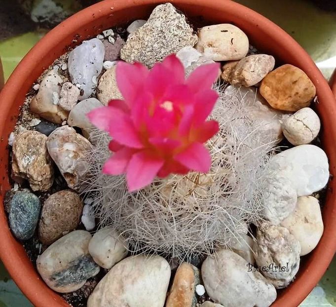  - Eriosyce gerocephala