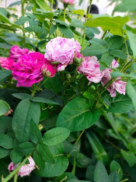 IMG20230608174058 - Iunie 2023