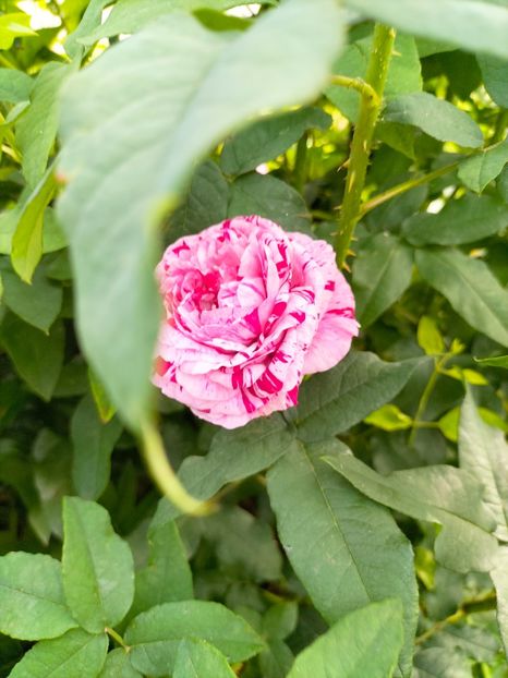 IMG20230608174004 - Iunie 2023