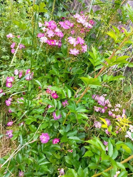 IMG20230608173658 - Iunie 2023