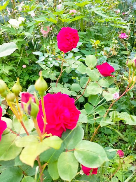 IMG20230608173556 - Iunie 2023